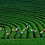 Hội Thảo Nông Dân moc chau 2811