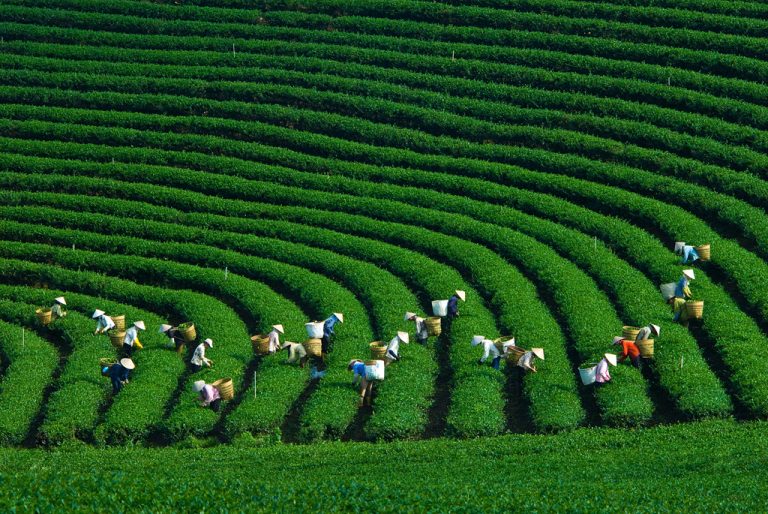 Vườn cà phê Gia Lai